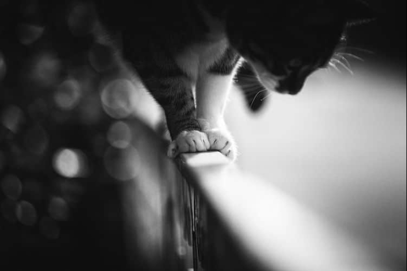 Sin el gato, y la vida no es la misma: equilibrado gatos acróbatas demostrar las maravillas de equilibrio Sin el gato, y la vida no es la misma: equilibrado gatos acróbatas demostrar las maravillas de equilibrio