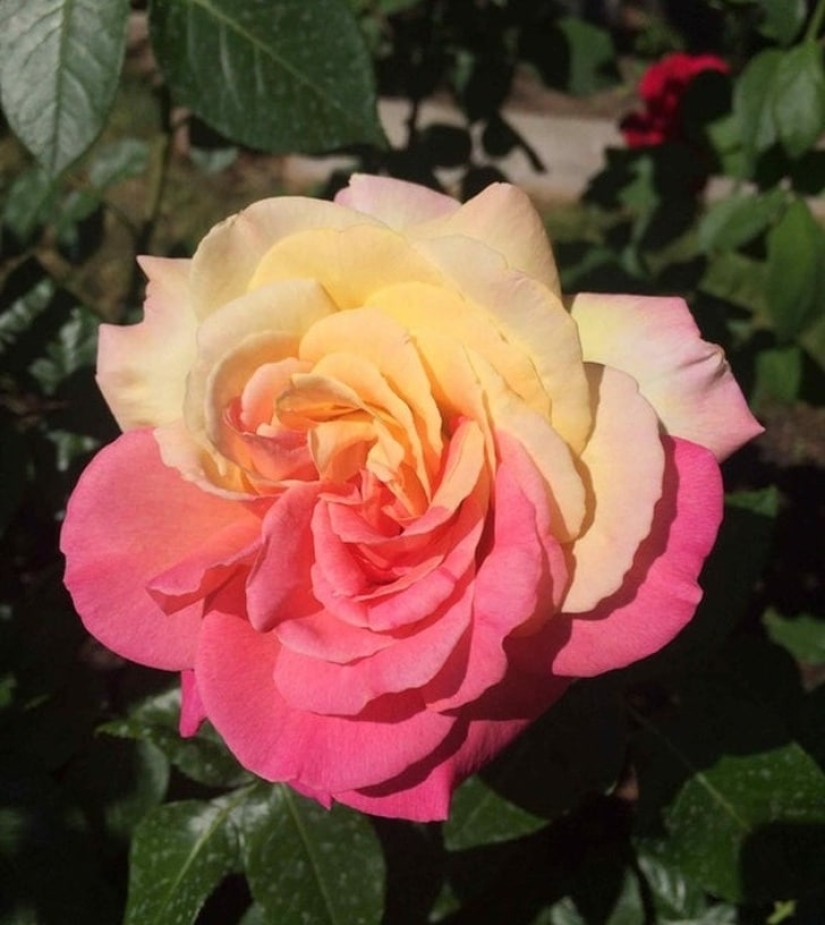 Sin Photoshop: 22 fotos absolutamente reales, a pesar de que es tan difícil de creer Sin Photoshop: 22 fotos absolutamente reales, a pesar de que es tan difícil de creer