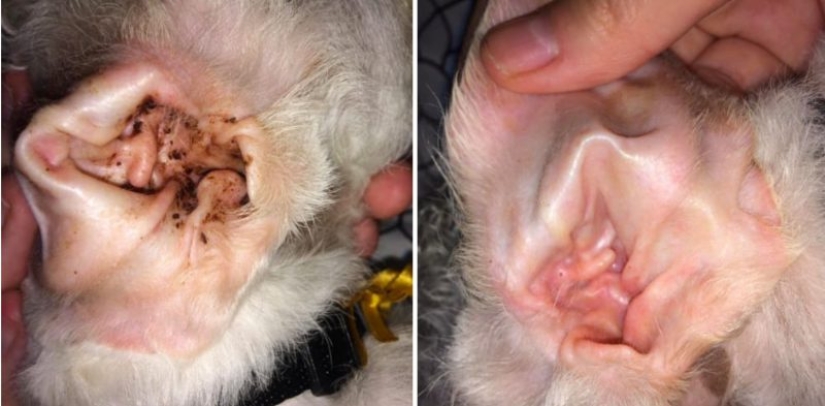 Sin photoshop: 26 de mercancías de las tiendas en línea que han confirmado su eficacia