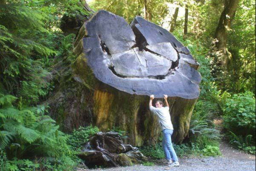 Size matters: 22 proofs of the law of relativity that Einstein never dreamed of Size matters: 22 proofs of the law of relativity that Einstein never dreamed of