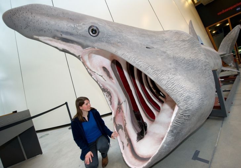 Size matters: 22 proofs of the law of relativity that Einstein never dreamed of Size matters: 22 proofs of the law of relativity that Einstein never dreamed of