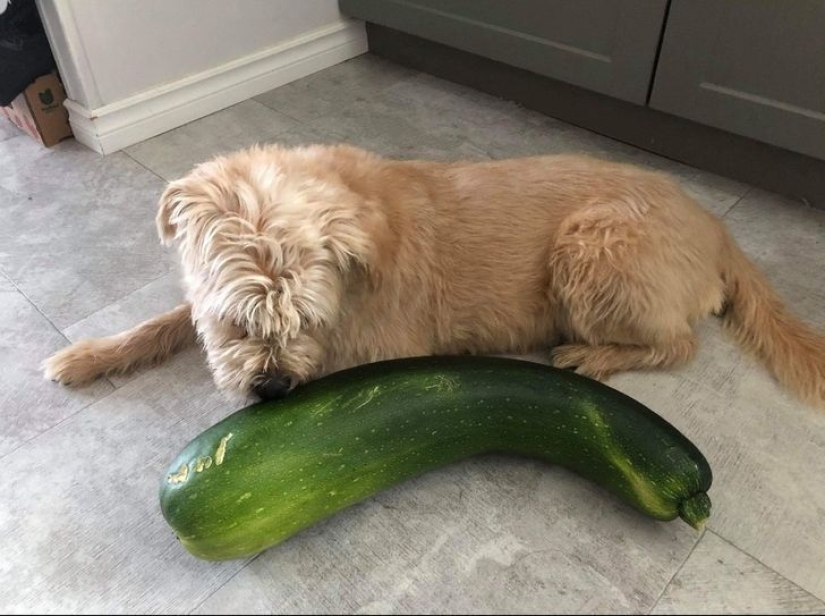 Size matters: 22 proofs of the law of relativity that Einstein never dreamed of Size matters: 22 proofs of the law of relativity that Einstein never dreamed of