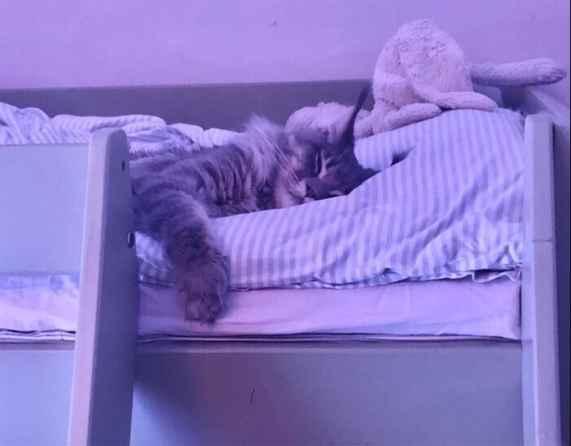 Sleep is a sacred thing: 35 photos of kittens, after which you will want to take a nap Sleep is a sacred thing: 35 photos of kittens, after which you will want to take a nap