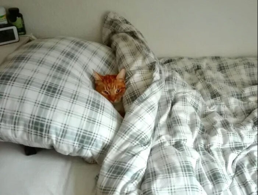 Sleep is a sacred thing: 35 photos of kittens, after which you will want to take a nap Sleep is a sacred thing: 35 photos of kittens, after which you will want to take a nap