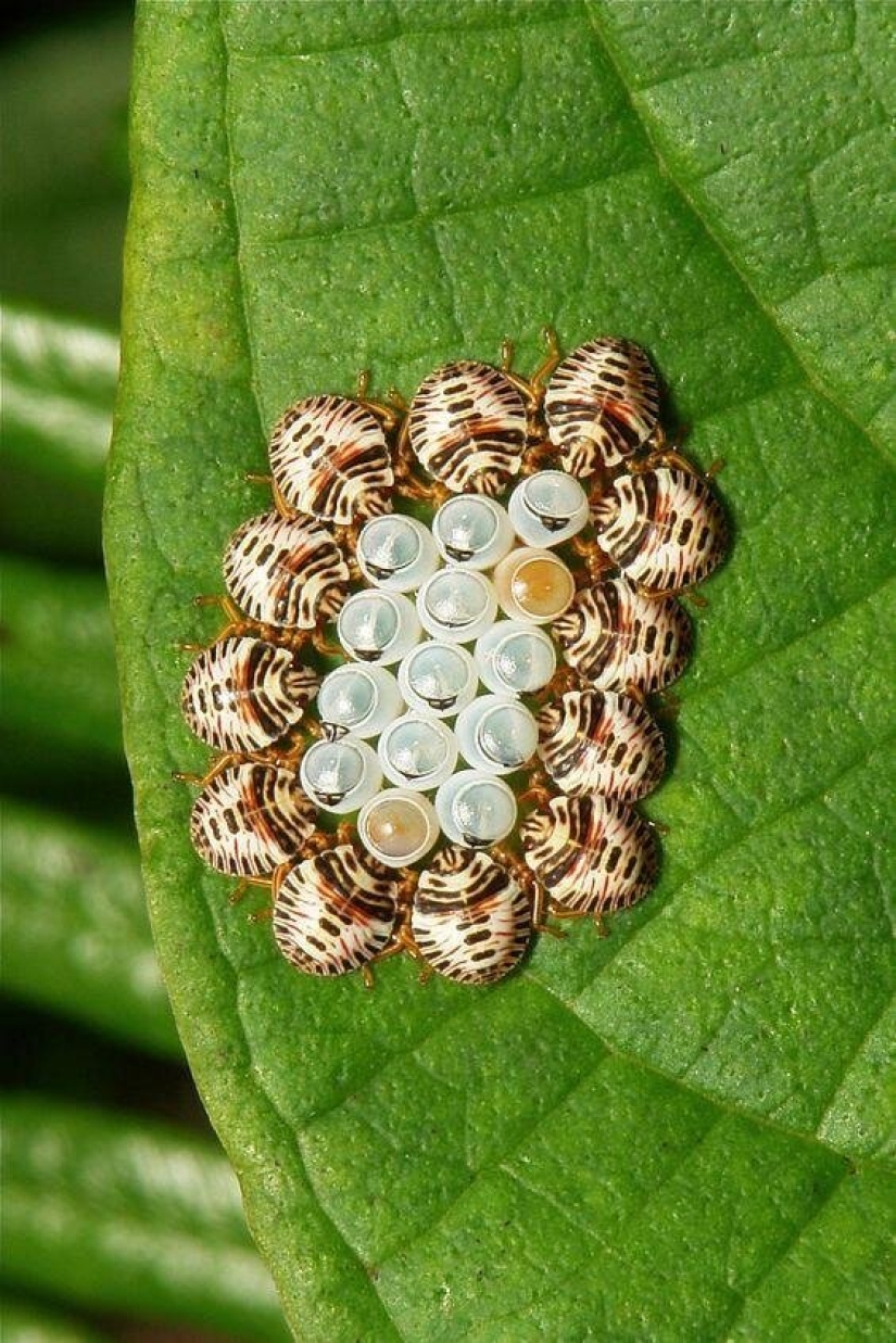 Sólo el más inteligente y ágil va a entender lo que está representado en estas fotos Sólo el más inteligente y ágil va a entender lo que está representado en estas fotos