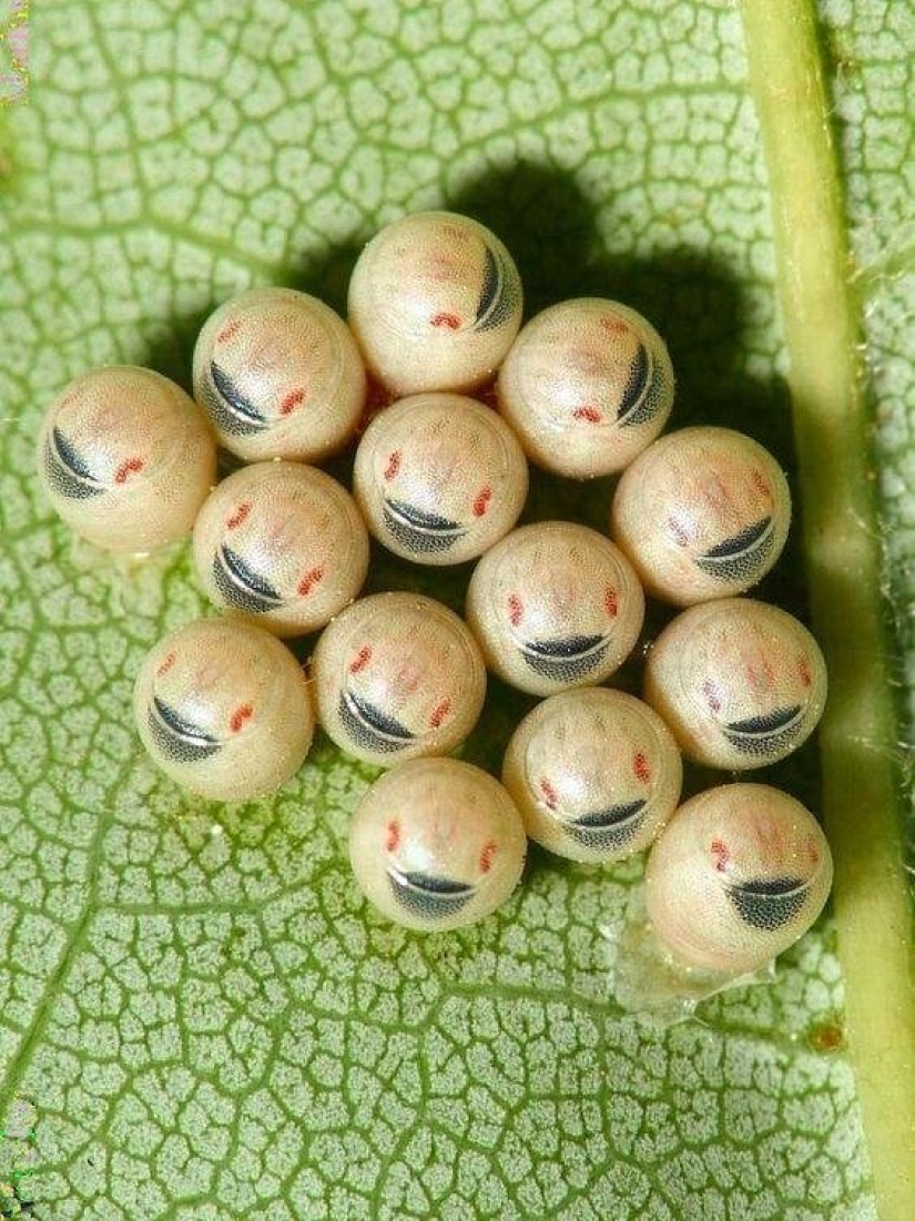 Sólo el más inteligente y ágil va a entender lo que está representado en estas fotos Sólo el más inteligente y ágil va a entender lo que está representado en estas fotos