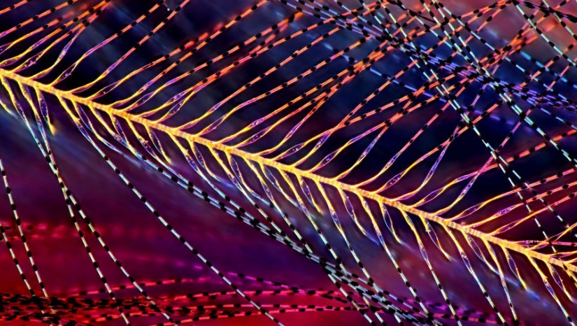 Sólo el más inteligente y ágil va a entender lo que está representado en estas fotos Sólo el más inteligente y ágil va a entender lo que está representado en estas fotos