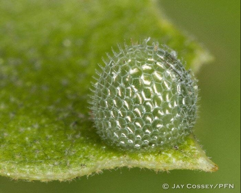 Sólo el más inteligente y ágil va a entender lo que está representado en estas fotos Sólo el más inteligente y ágil va a entender lo que está representado en estas fotos