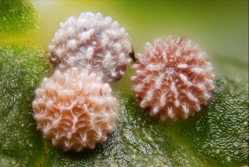 Sólo el más inteligente y ágil va a entender lo que está representado en estas fotos Sólo el más inteligente y ágil va a entender lo que está representado en estas fotos