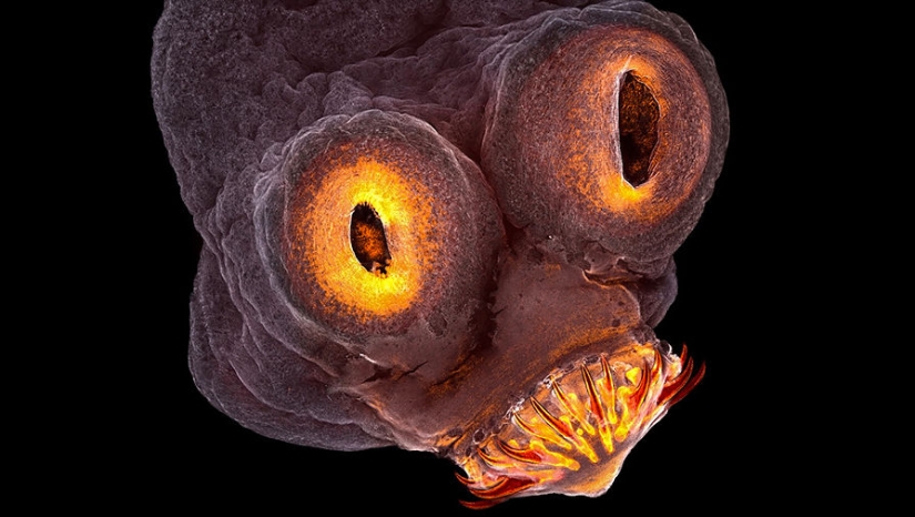 Sólo el más inteligente y ágil va a entender lo que está representado en estas fotos Sólo el más inteligente y ágil va a entender lo que está representado en estas fotos