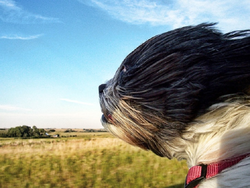 Sólo el viento, sólo la felicidad por delante: 29 de perros que cara tiene el viento Sólo el viento, sólo la felicidad por delante: 29 de perros que cara tiene el viento