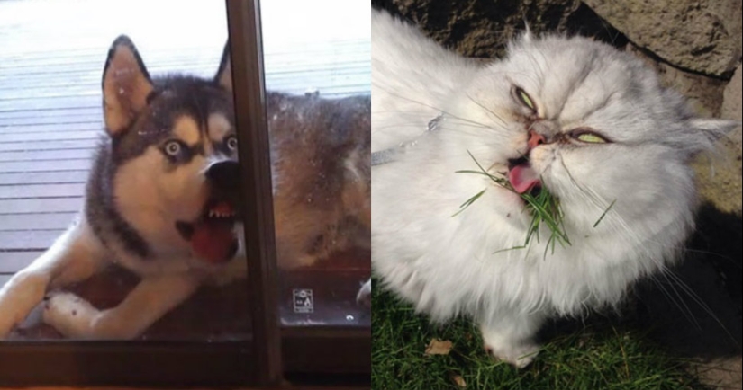 Smile: if animals could speak, they would ask you to remove those infernal photo Smile: if animals could speak, they would ask you to remove those infernal photo