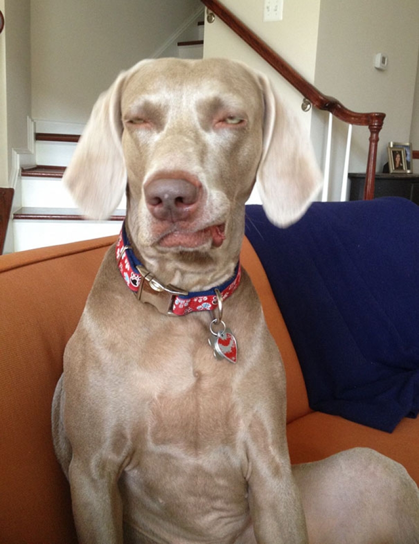 Smile: if animals could speak, they would ask you to remove those infernal photo Smile: if animals could speak, they would ask you to remove those infernal photo