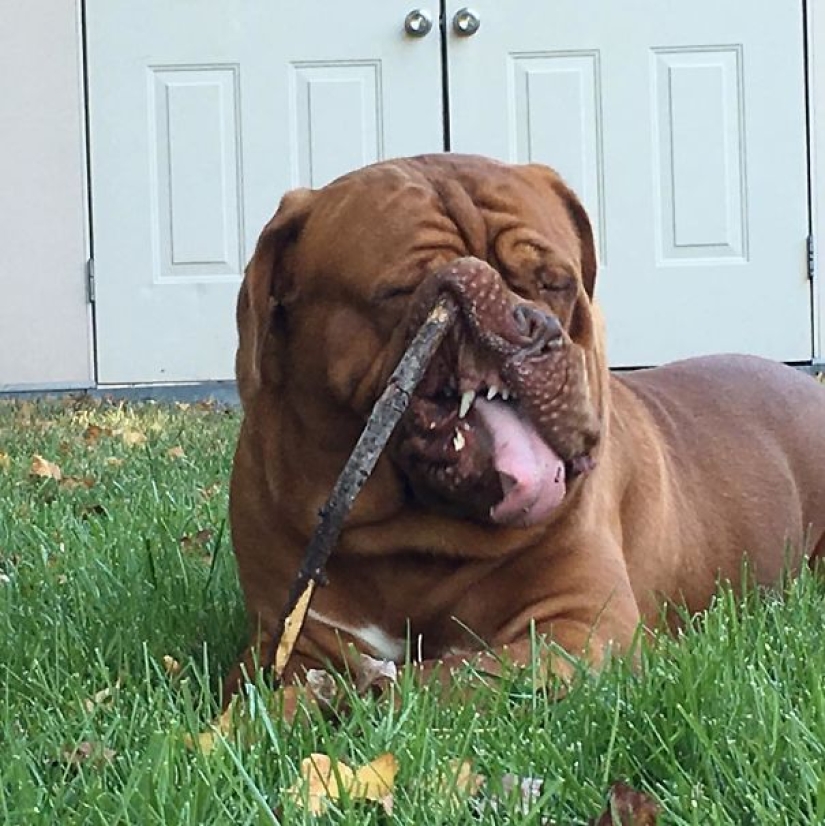 Smile: if animals could speak, they would ask you to remove those infernal photo Smile: if animals could speak, they would ask you to remove those infernal photo