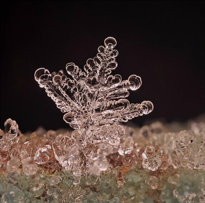 Snowflakes from photographer Andrey Osokin