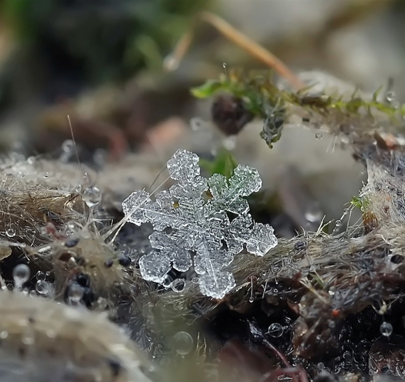 Snowflakes from photographer Andrey Osokin