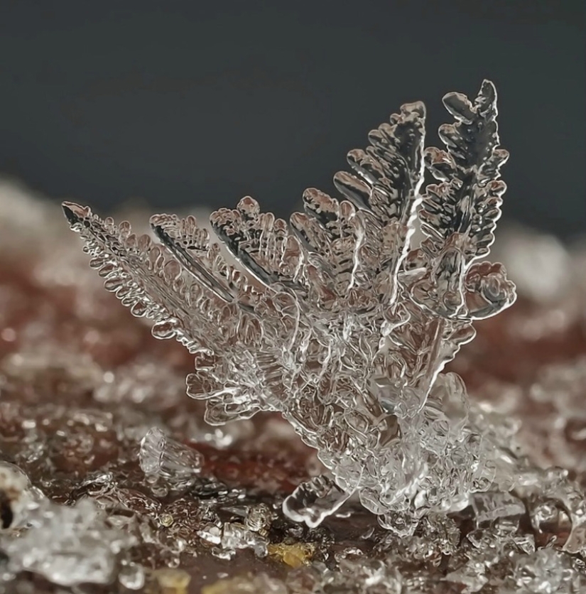 Snowflakes from photographer Andrey Osokin