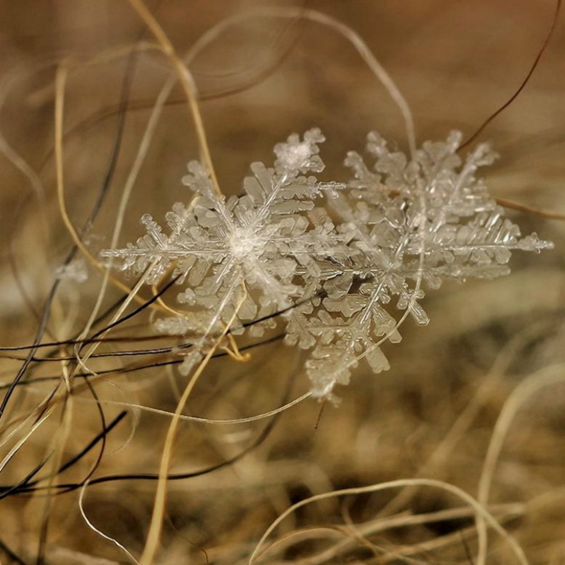 Snowflakes from photographer Andrey Osokin