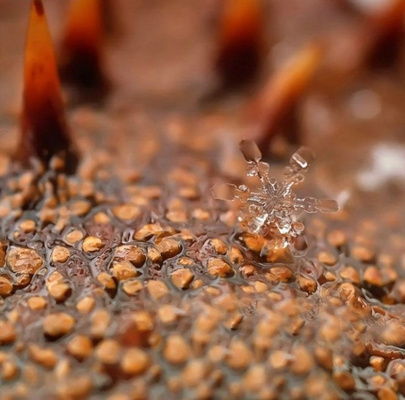 Snowflakes from photographer Andrey Osokin