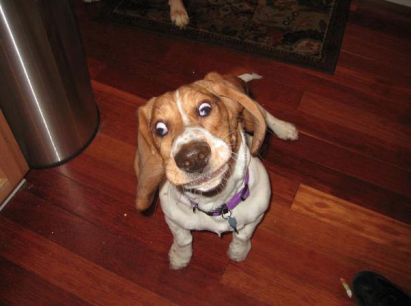 Sonrisa: si los animales pudieran hablar, se le pedirá que retire esas infernales foto Sonrisa: si los animales pudieran hablar, se le pedirá que retire esas infernales foto