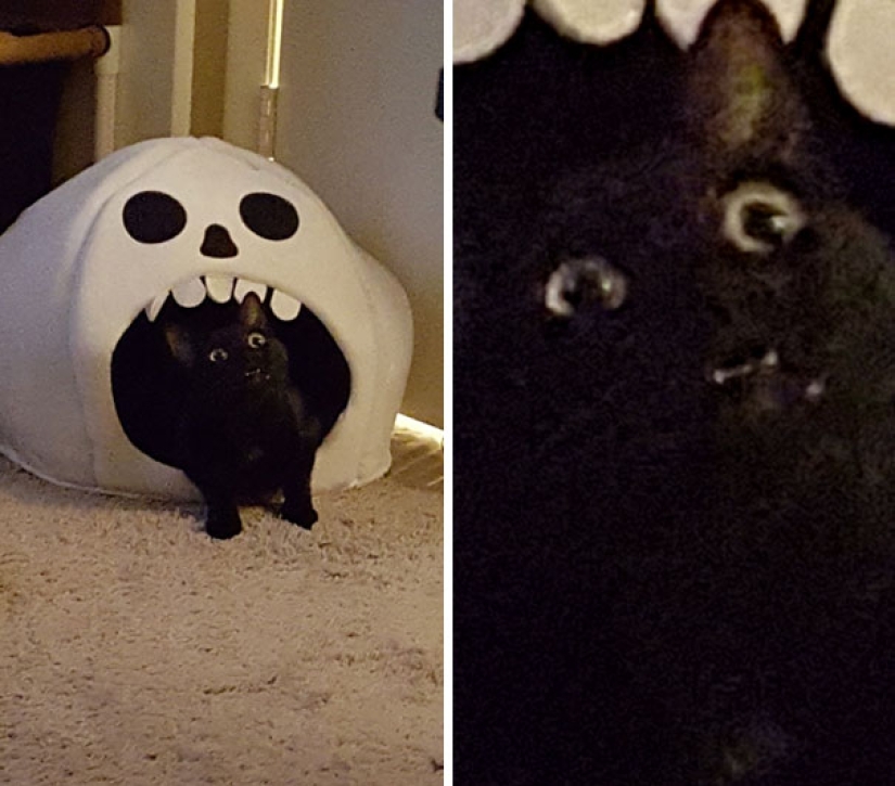 Sonrisa: si los animales pudieran hablar, se le pedirá que retire esas infernales foto Sonrisa: si los animales pudieran hablar, se le pedirá que retire esas infernales foto