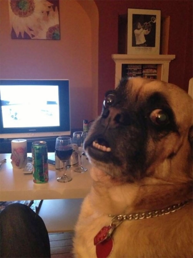 Sonrisa: si los animales pudieran hablar, se le pedirá que retire esas infernales foto Sonrisa: si los animales pudieran hablar, se le pedirá que retire esas infernales foto