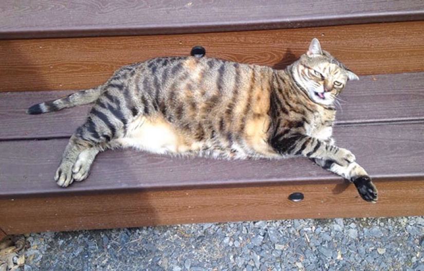 Sonrisa: si los animales pudieran hablar, se le pedirá que retire esas infernales foto Sonrisa: si los animales pudieran hablar, se le pedirá que retire esas infernales foto