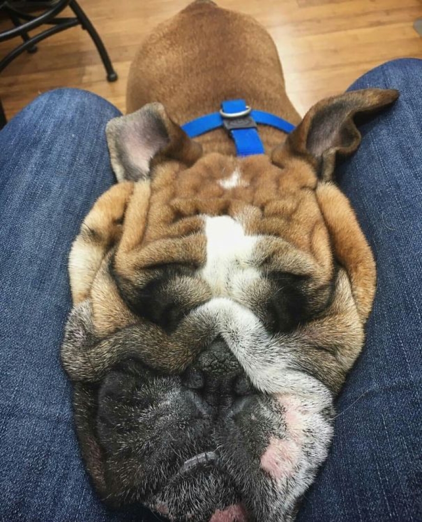 Sonrisa: si los animales pudieran hablar, se le pedirá que retire esas infernales foto Sonrisa: si los animales pudieran hablar, se le pedirá que retire esas infernales foto