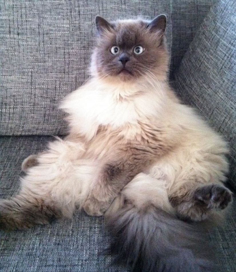 Sonrisa: si los animales pudieran hablar, se le pedirá que retire esas infernales foto Sonrisa: si los animales pudieran hablar, se le pedirá que retire esas infernales foto