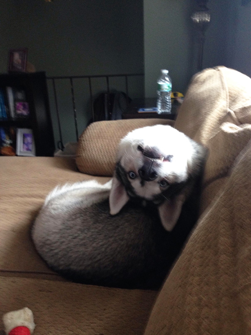 Sonrisa: si los animales pudieran hablar, se le pedirá que retire esas infernales foto Sonrisa: si los animales pudieran hablar, se le pedirá que retire esas infernales foto