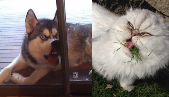 Sonrisa: si los animales pudieran hablar, se le pedirá que retire esas infernales foto Sonrisa: si los animales pudieran hablar, se le pedirá que retire esas infernales foto