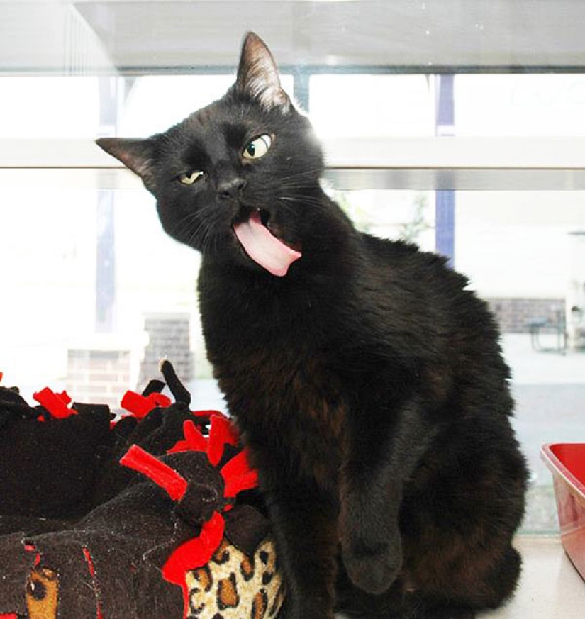 Sonrisa: si los animales pudieran hablar, se le pedirá que retire esas infernales foto Sonrisa: si los animales pudieran hablar, se le pedirá que retire esas infernales foto