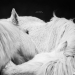 “Spirits Of The Highlands”: My 12 Photos Of Ponies That I Took In Scotland “Spirits Of The Highlands”: My 12 Photos Of Ponies That I Took In Scotland