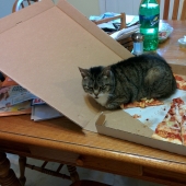 Strange cat logic that man can never comprehend