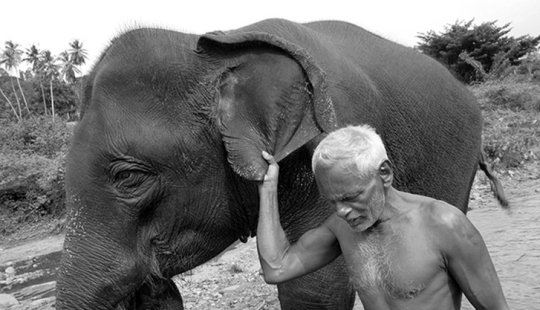 Strong picture about the complex relationship between Asian elephant