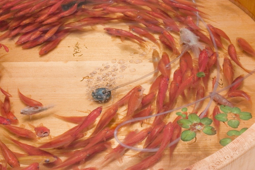 Stunning three-dimensional drawings by Japanese artist Ryusuke Fukahori Stunning three-dimensional drawings by Japanese artist Ryusuke Fukahori