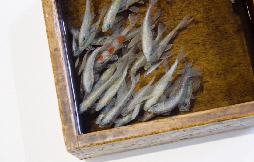 Stunning three-dimensional drawings by Japanese artist Ryusuke Fukahori Stunning three-dimensional drawings by Japanese artist Ryusuke Fukahori