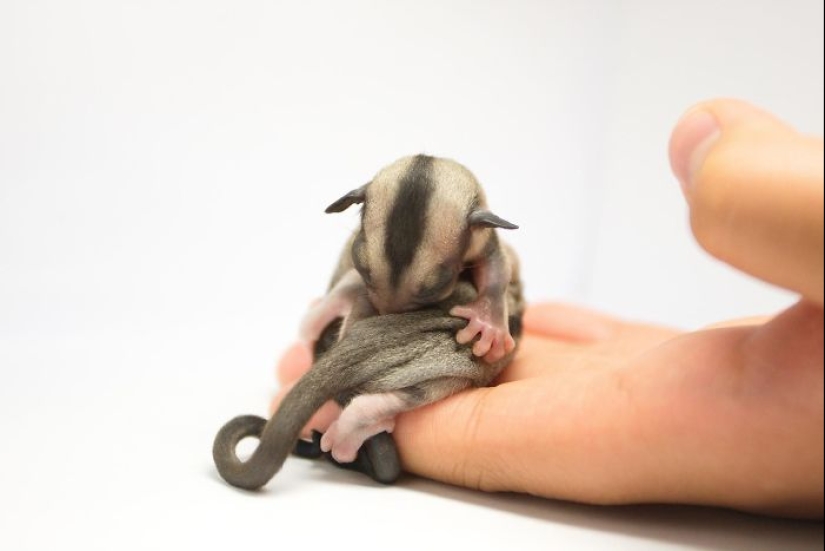 Sugar possums are the sweetest animals in the world Sugar possums are the sweetest animals in the world