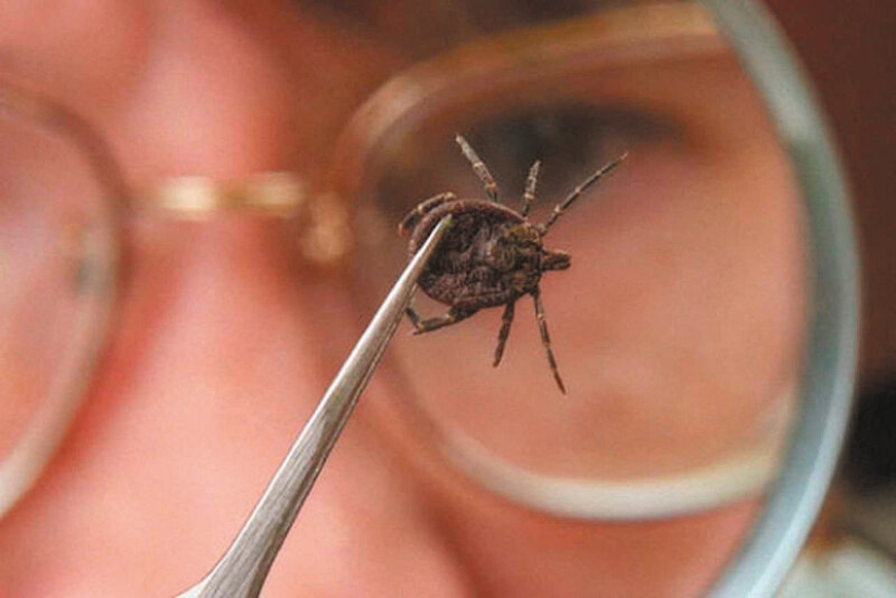 Summer literacy: what you get from the arthropods on a normal walk