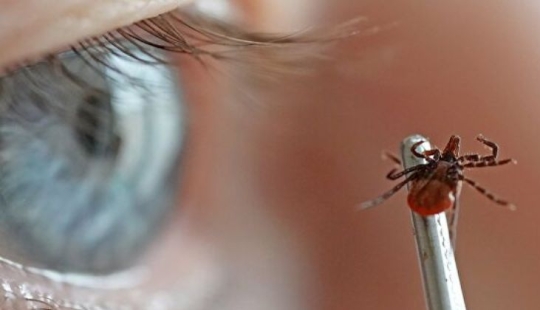 Summer literacy: what you get from the arthropods on a normal walk