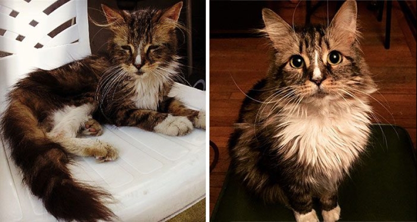 Surviving cats who were rescued and loved — before and after photos Surviving cats who were rescued and loved — before and after photos