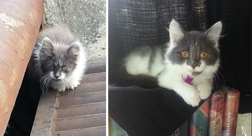 Surviving cats who were rescued and loved — before and after photos Surviving cats who were rescued and loved — before and after photos