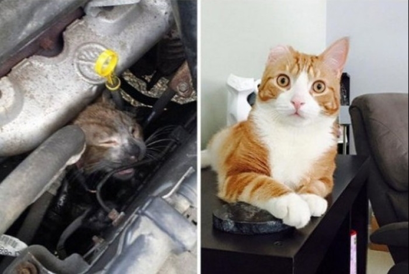 Surviving cats who were rescued and loved — before and after photos Surviving cats who were rescued and loved — before and after photos