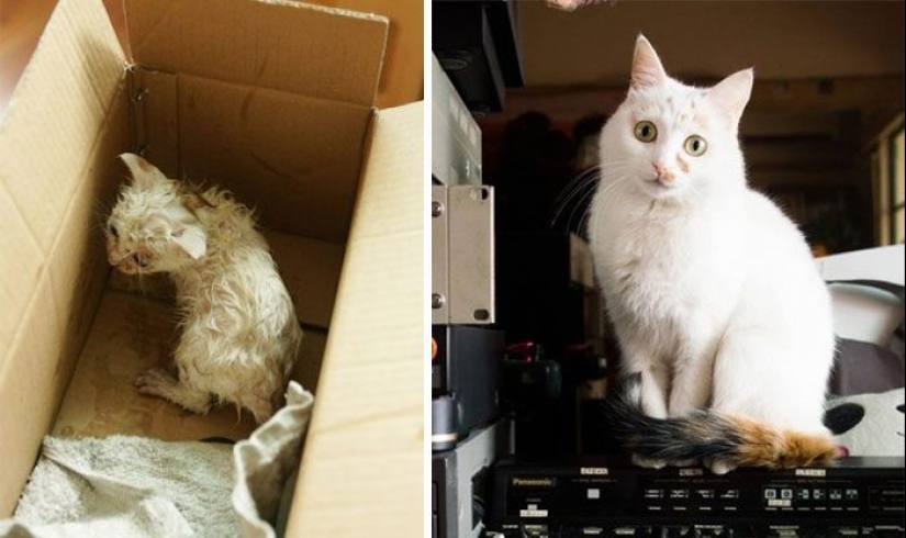 Surviving cats who were rescued and loved — before and after photos Surviving cats who were rescued and loved — before and after photos