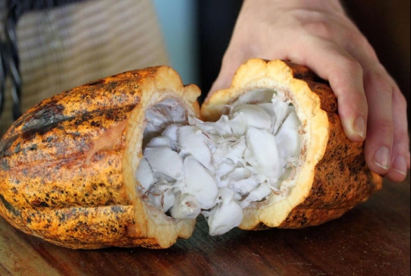 Take a look inside! 20 photos of items that are cut in half