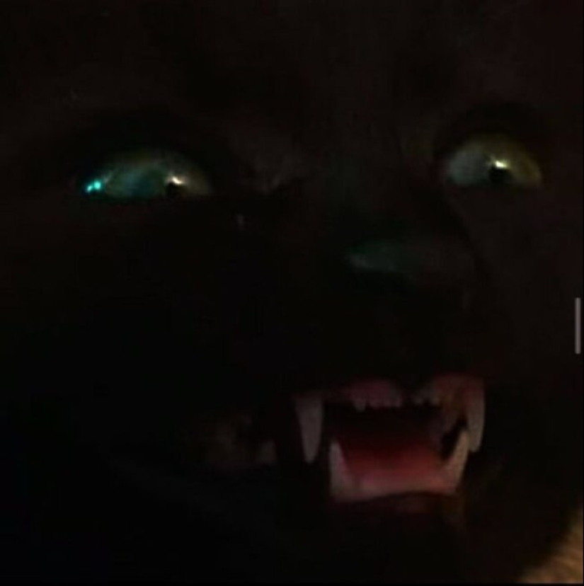 Tan diferente, pero tan similar: 22 fotos divertidas con animales