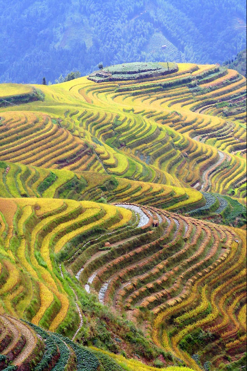 Terrazas de Arroz de Dragon Ridge» Terrazas de Arroz de Dragon Ridge»