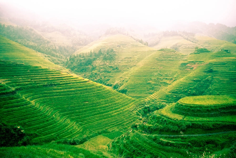 Terrazas de Arroz de Dragon Ridge» Terrazas de Arroz de Dragon Ridge»