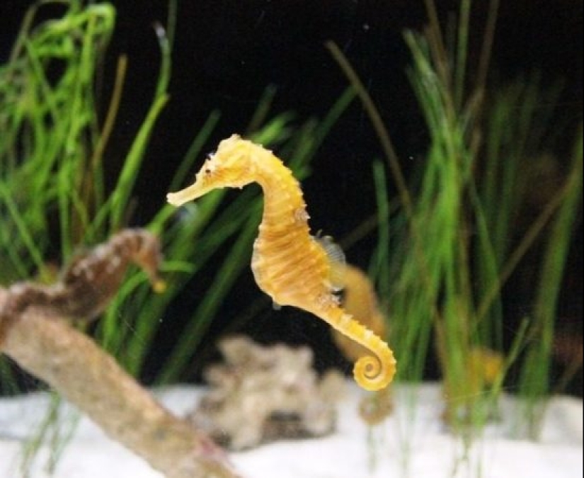 Test yourself: interesting questions about animals with answers