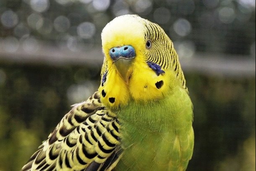 Test yourself: interesting questions about animals with answers